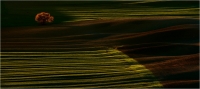 A15 - Bernini Giuseppe "Toscana attimi di luce 26"