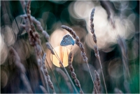 B15 - Silvestro Roberta "Sun Light II"
