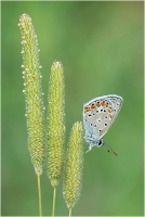 05 - Guerrini Massimo "Butterfly on stairs"