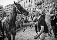 06 - Mammini Massimiliano "Palio di Siena 927"