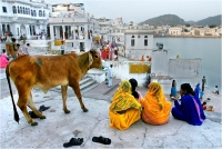 04 - Delli Carlo "Pushkar charm"