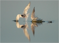 10 - Salvini Alessandro "Reflected"