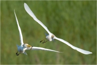 12 - Bottoni Massino "Minaccia in volo"