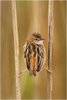 14 - Desideri Valerio "Cisticola juncidic"