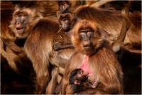 10 - Bernardeschi Valter "Gelada family"