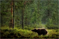 10 - Bernardeschi Valter "Pioggia in foresta"