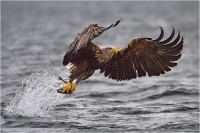 08 - Bernardeschi Valter "Sea Eagle"