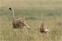 13 - Bernardeschi Valter "Hunting"