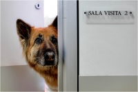 19 - Bani Angelo "Pronto soccorso veterinario 5"