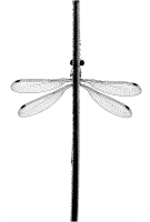 01 - Salvini  Alessandro "Dragon fly"