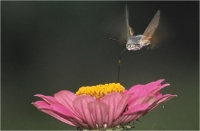 Batisti Moreno " Sul fiore " (1988)