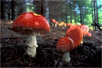 Beconcini Fabio "Luci del bosco 01 (Amanita muscaria)" (1997)