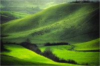 Calloni Carlo "Attimi di Toscana 6" (1997)