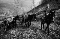 Cerri Giancarlo "Gente della Garfagnana 95-10" (1995)