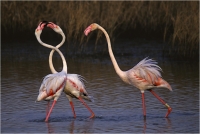 Delli Carlo "Flamingos fight n°2" (1997)