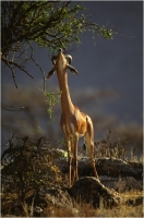 Delli Carlo "Gerenuk" (1994)