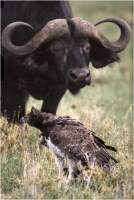 Delli Carlo "Martial eagle and buffalo" (1994)