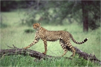 Delli Carlo "Cheetah style" (1994)