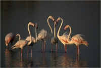 Delli Carlo "Flamingos group" (1998)