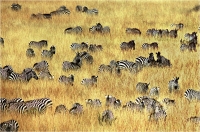Delli Carlo "Zebre nella savana" (2005)