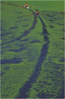 Gaiotto Enzo "Lungo il fiume 1" (1988)