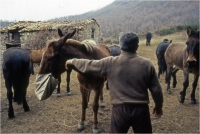 Gambicorti Mauro "Passato e presente n° 1" (1993)