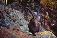 Gambicorti Mauro "Autunno sul Gran Paradiso" (1991)