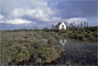 Gambicorti Mauro "Camargue" (1989)