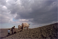 Gambicorti Mauro "Lavoro arcaico" (1975)