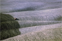 Gambicorti Mauro "Paesaggio n° 2" (1987)