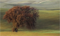 Garuti Fabio "Atmosfere toscane n.1" (2003)