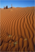 Goiorani Alberto "Death Valley" (2000)