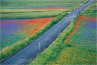 Goiorani Alberto "Flowers streets" (1998)