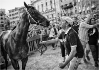 Mammini Massimiliano "Palio di Siena 927" (2017)