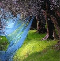 Marchetti Massimo "Azzurro" (2005)