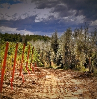 Marchetti Massimo "Val d'Orcia n° 1" (2005)