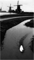 Nencini Roberto "Olanda n° 2" (1984)