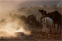 Nencini Roberto "Pushkar Mela 4" (1987)
