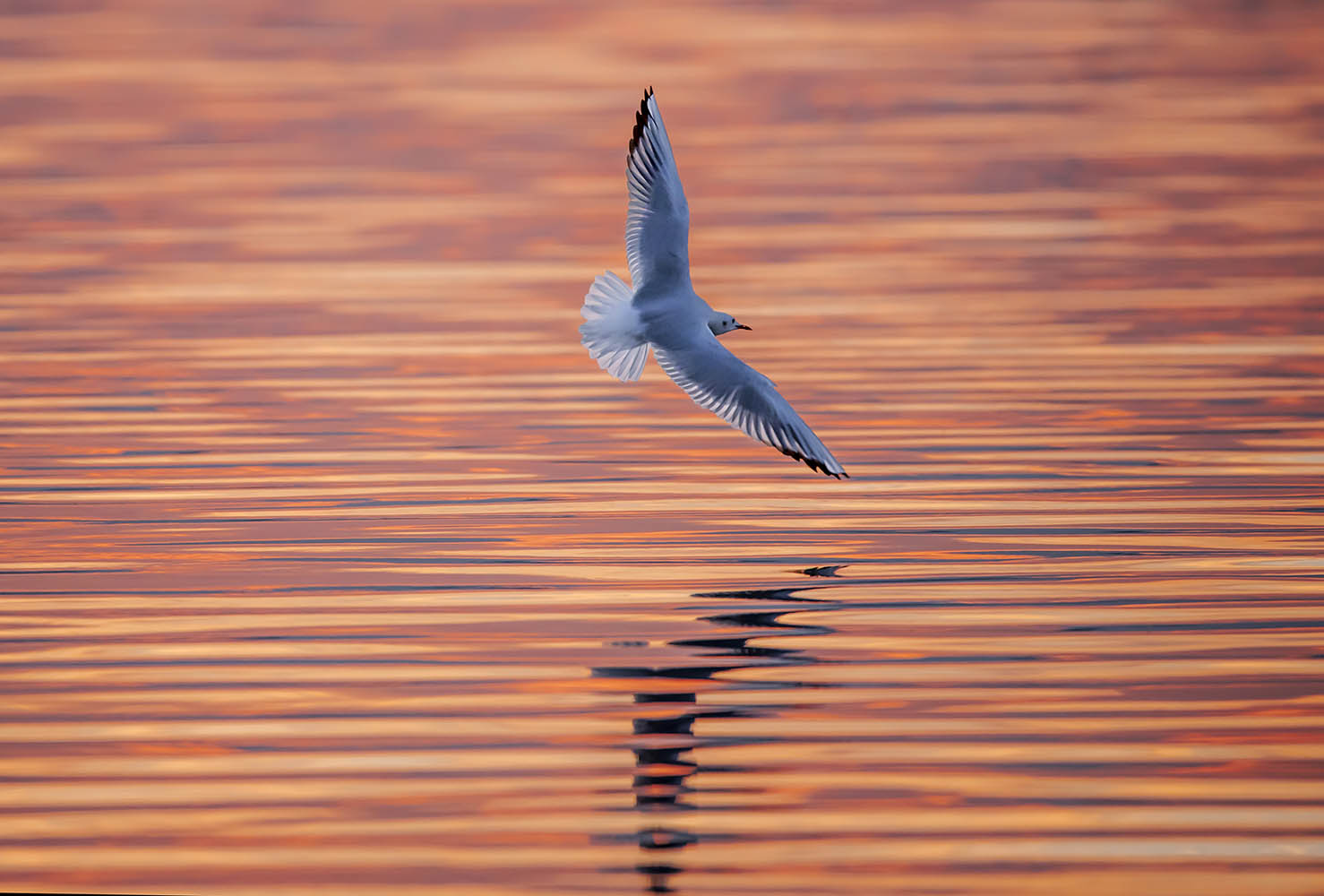 2019.05.01 – Marchioro Tommaso – Radente sul fuoco Marchioro Tommaso - Radente sul fuoco