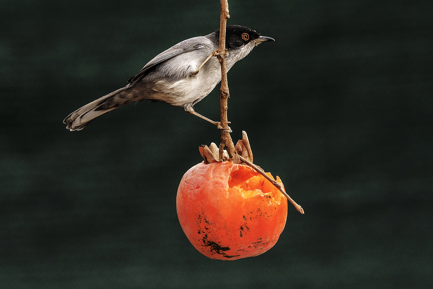 Batini Roberto – Capinera 1 Batini Roberto - Capinera 1