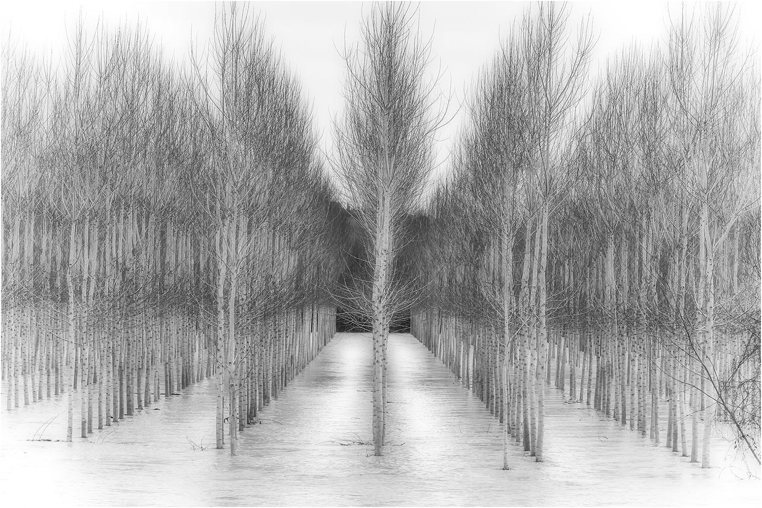 Batini Roberto – Pioppeta Batini Roberto "Pioppeta"