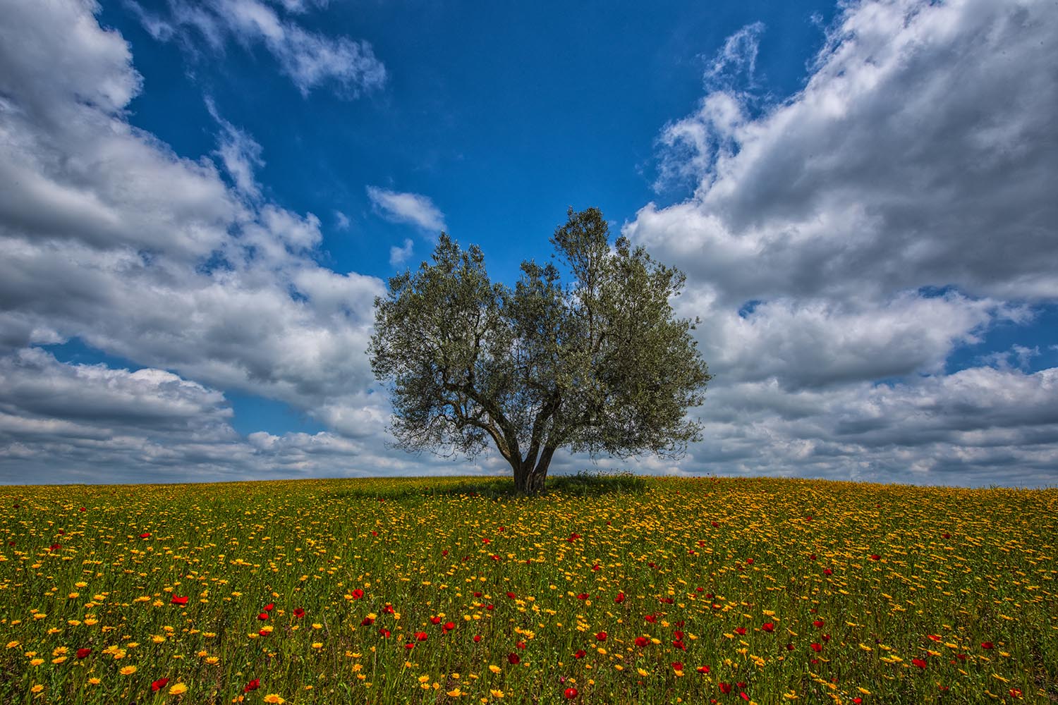 Bernini Giuseppe “L’olivo” (2018) Bernini Giuseppe "L'olivo" (2018)