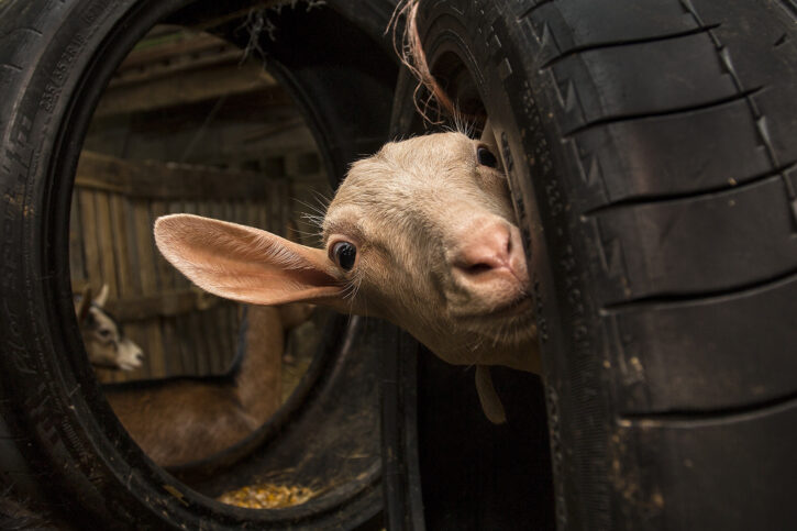 Boni Mauro-La Gommista Boni Mauro "La Gommista"