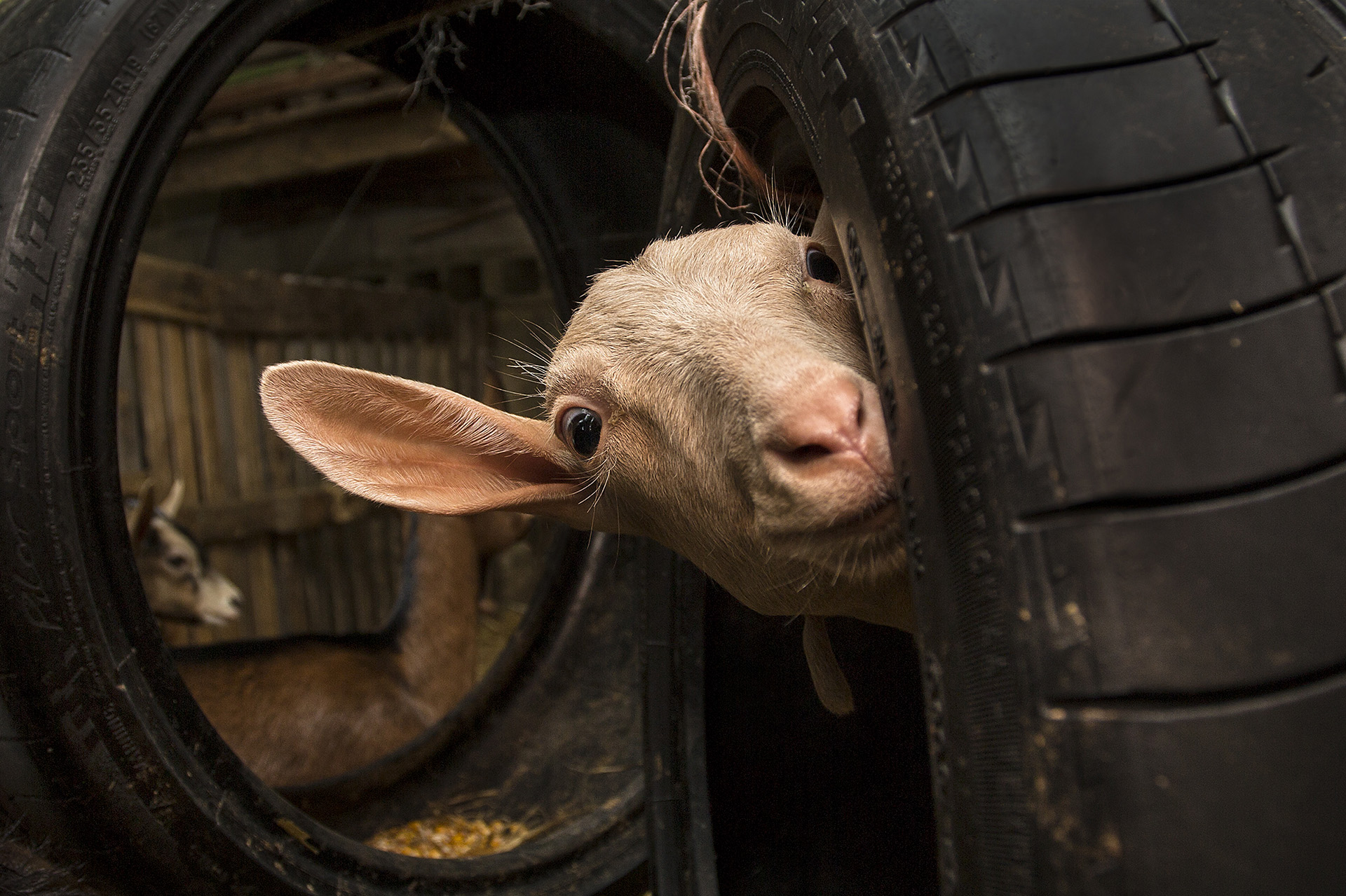 Boni Mauro-La Gommista Boni Mauro "La Gommista"