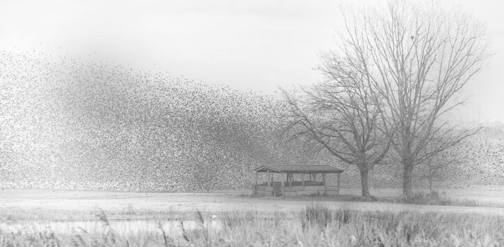 Cassuola Valtere - Voli XXL