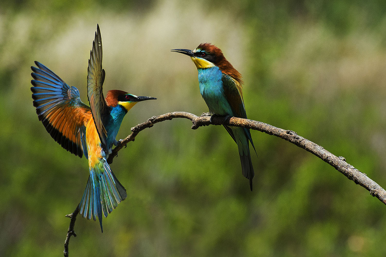 Cassuola Valtere – n°4 Gruccioni