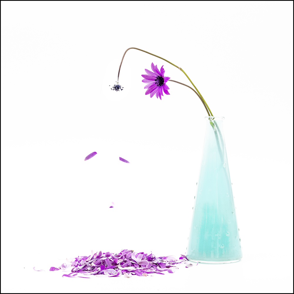 Filomena Roberto -Anemone il fiore del vento.. Filomena Roberto -Anemone il fiore del vento..