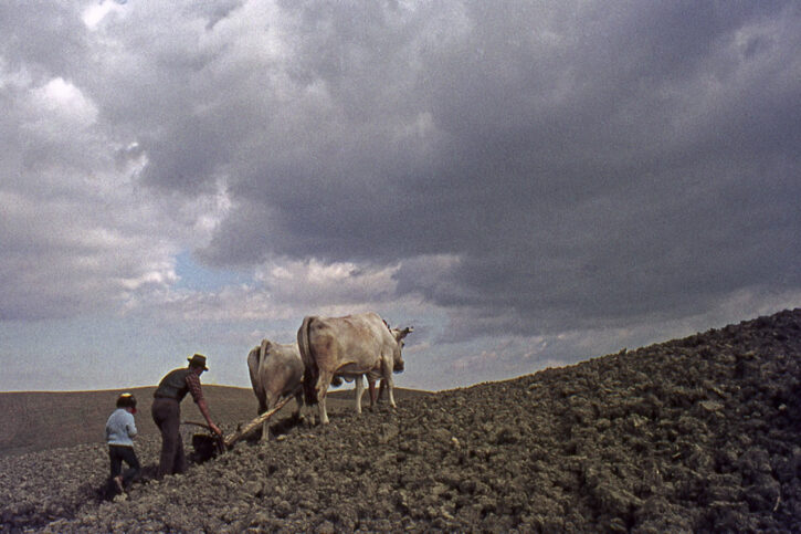 Gambicorti Mauro – Lavoro arcaico Gambicorti Mauro - Lavoro arcaico