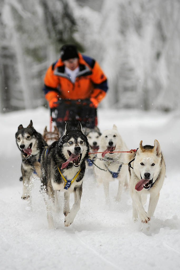 Garuti Fabio – Sleddog 1 Garuti Fabio - Sleddog 1