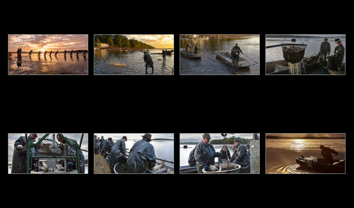 Lomi Marcela -Allevamento naturale carpe Lomi Marcela -Allevamento naturale carpe